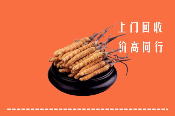 附近收购：贡觉县冬虫夏草回收多少钱每克